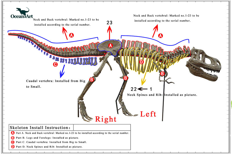 恐龍骨架安裝步驟