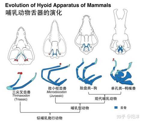 2019 年，古生物學(xué)領(lǐng)域報道的哪個新物種/化石最令你印象深刻？